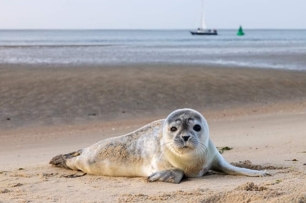 Zeehondentochten Nieuwe Willemskade