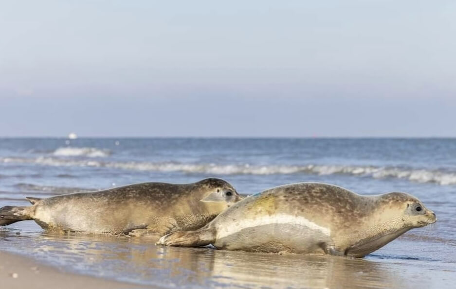 Zeehondentochten Zuiderhaven 