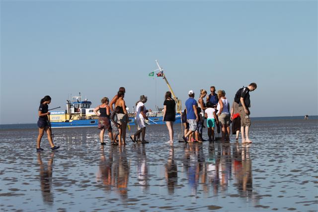 Activiteiten Waddenzee - droogvallen-waddenzee_wadzwalken