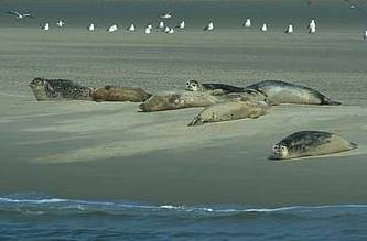 Boottrip Waddenzee - zeehonden-waddenzee_zeehondenbank20