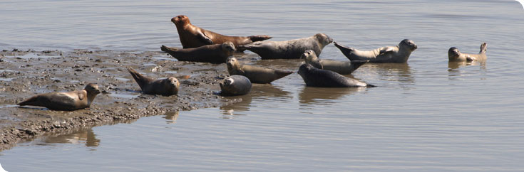 Boottrip zeehonden - zeehonden