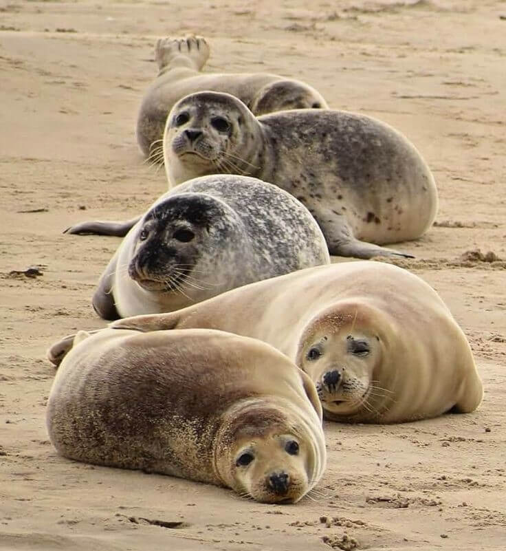 Waddenzeetochten. - zeehonden_2025_nr_8