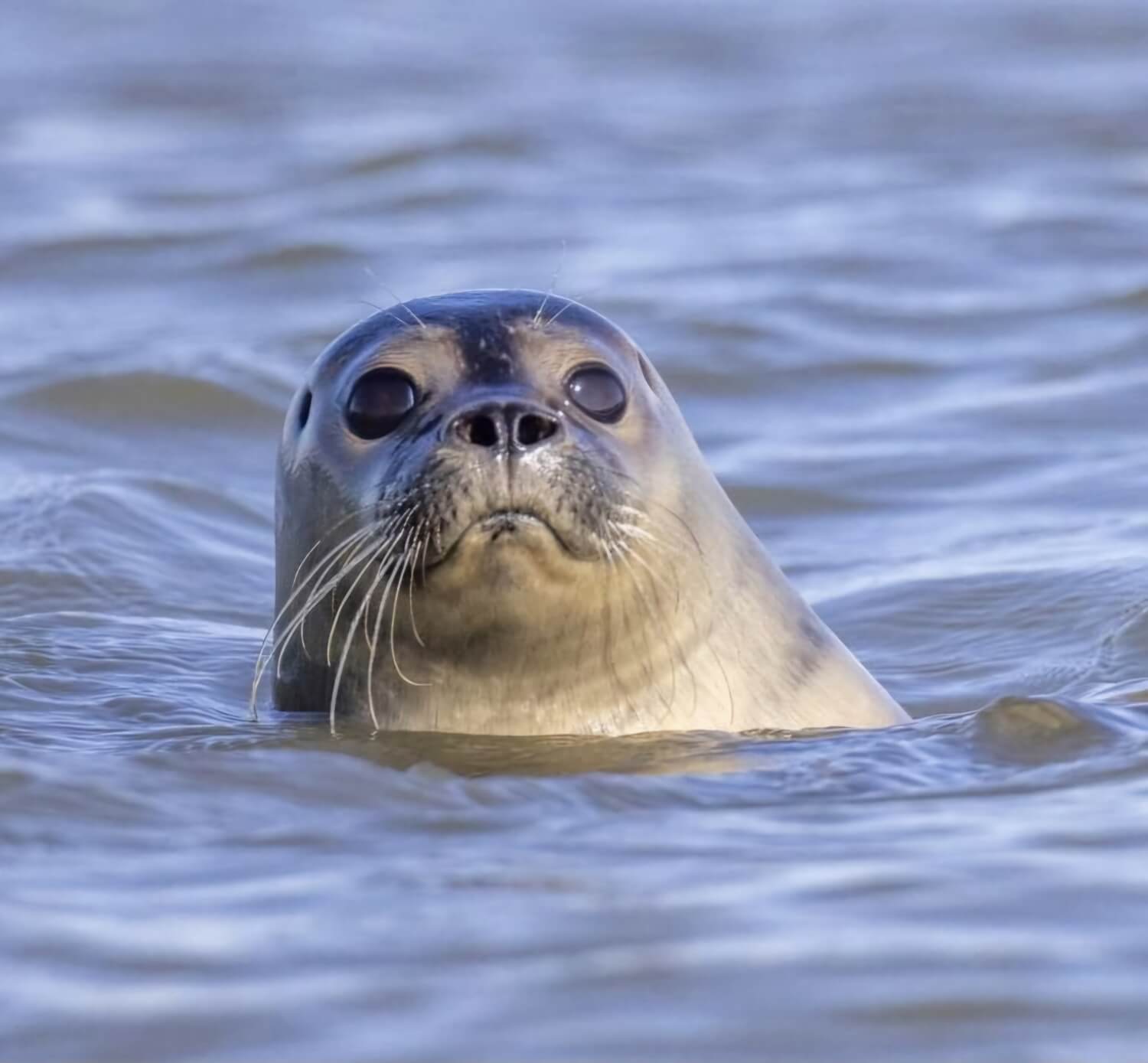 zeehonden kijken Waddenzee - zeehond_6_2025